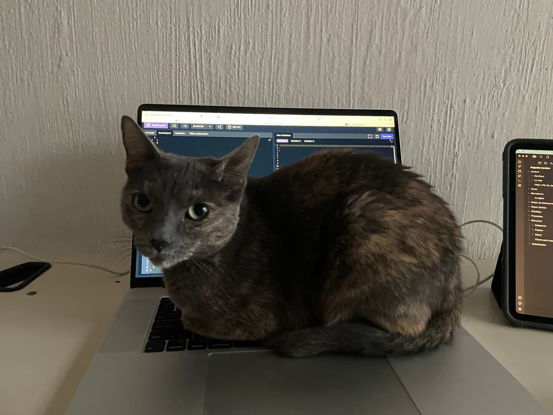 My cat picture